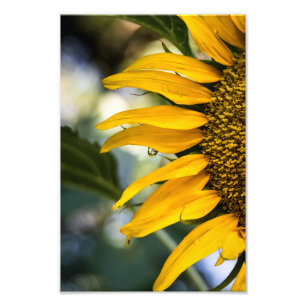 Impression photo Tournesol Pluie avec gouttes Phot