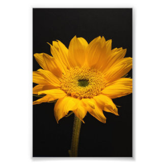 Impression Photo Tournesol sur Noir - Drôle cadeau Sunflower Lover