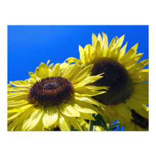 Impression Photo Tournesols Moonwalker tendus vers le ciel