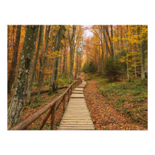 Impression Photo Traverser la forêt d'automne.