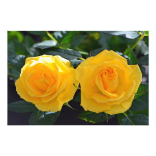 Impression Photo très beaux, frais doubles fleurs de rose jaune