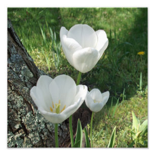 Impression Photo Trio à fleurs de tulipes blanches