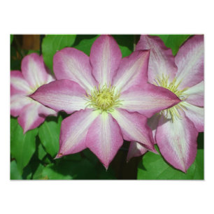 Impression Photo Trio de Clematis Pink and White Spring Vine
