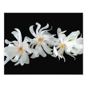 Impression Photo Trio Fleur Magnolia sur Noir