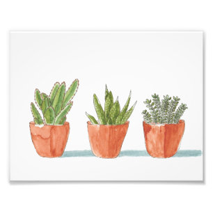 Impression Photo Trois cactus dans une rangée