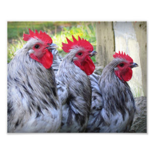Impression Photo Trois coq