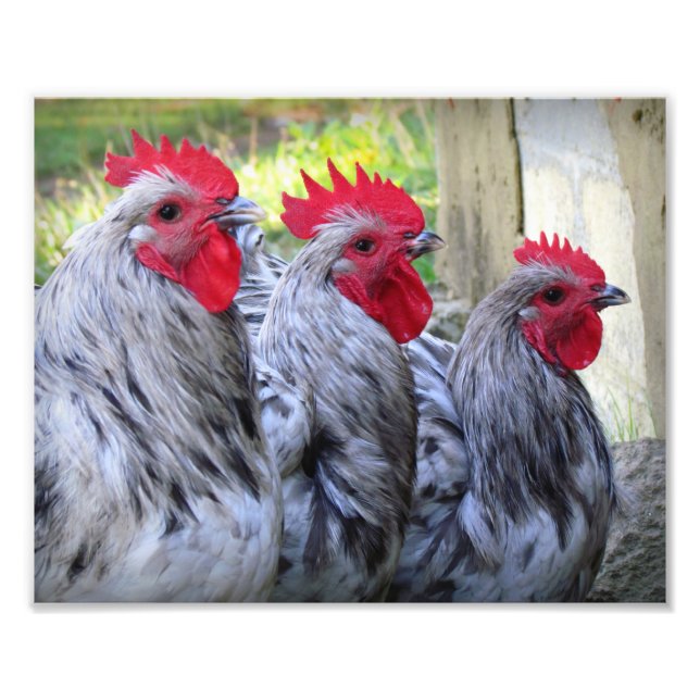Impression Photo Trois coq (Devant)