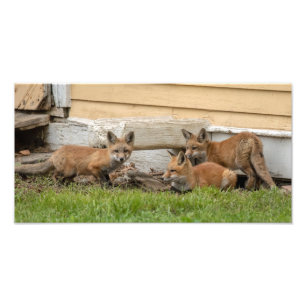Impression Photo Trois Kits Fox