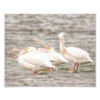 Trois pélicans pêchent ensemble