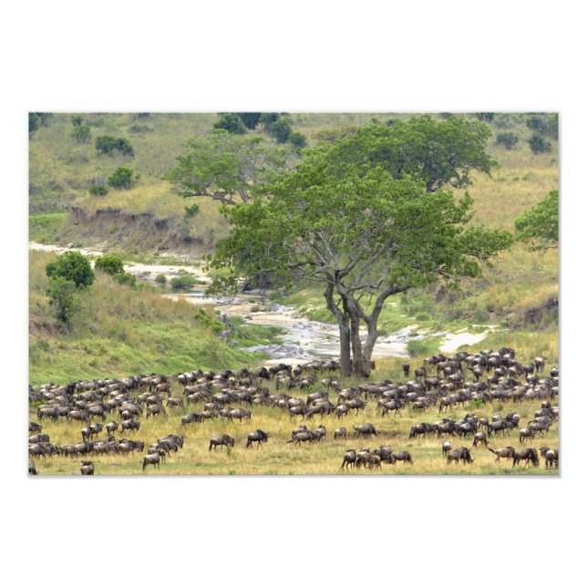Impression Photo Troupeau massif de gnous pendant la migration, (Devant)