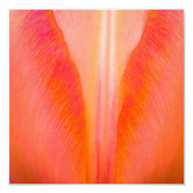 Impression Photo Tulipe orange (Devant)