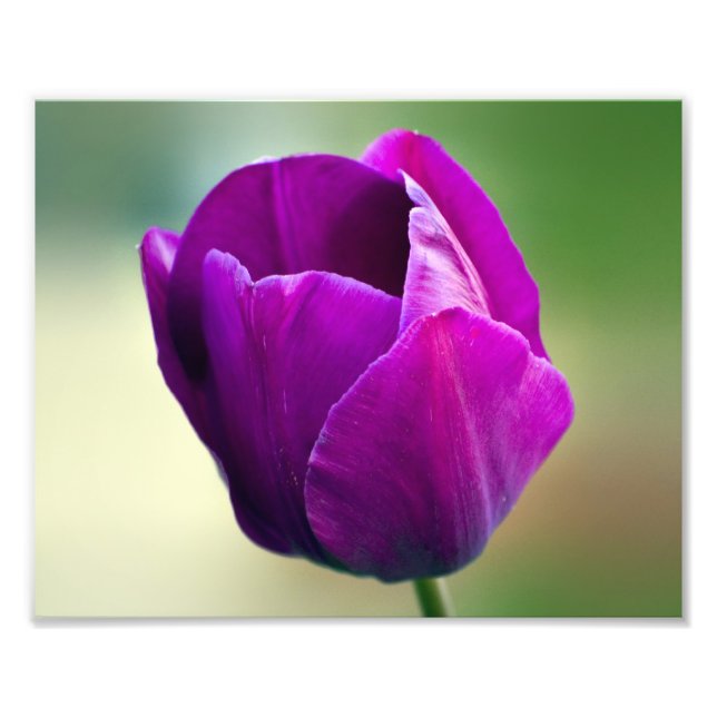 Impression Photo Tulipe pourpre (Devant)