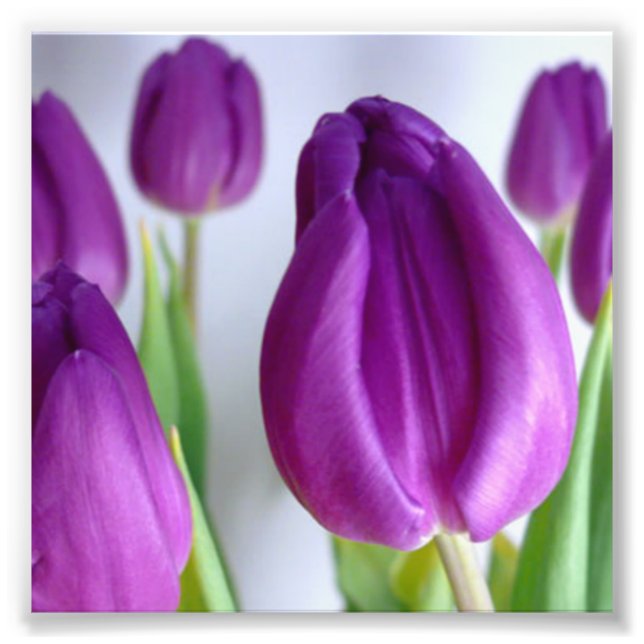 Impression Photo Tulipe pourpre (Devant)