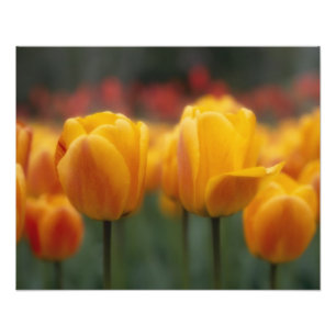 Impression Photo Tulipes 2