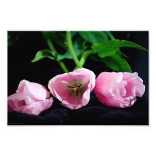 Impression Photo Tulipes 3273