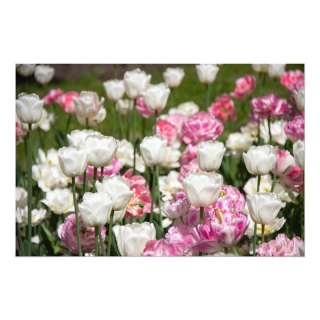 Impression Photo Tulipes blanches et roses brillantes par jour enso (Devant)