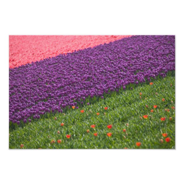 Impression Photo Tulipes en Jardins de Keukenhof, Amsterdam, 2 (Devant)