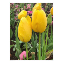 Tulipes jaunes