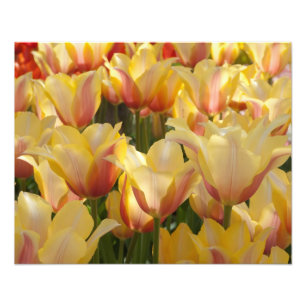 Impression Photo Tulipes multicolores jaunes 20" x 16" copie de