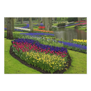 Impression Photo Tulipes, Muscari, et jonquilles,