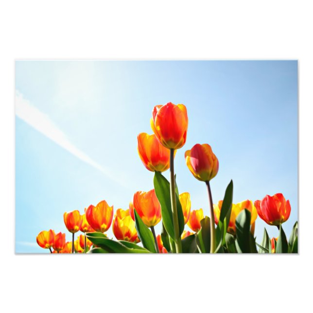 Impression Photo Tulipes orange et rouge du dessous (Devant)