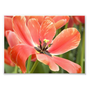 Impression Photo tulipes oranges en fleur