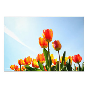 Impression Photo Tulipes oranges et rouges de dessous