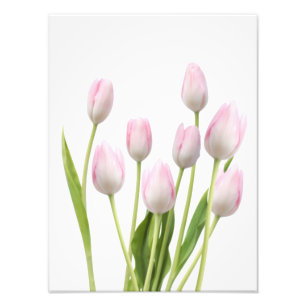 Impression Photo Tulipes roses