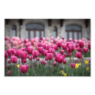 Impression Photo Tulipes roses - Montréal (Imprimer)
