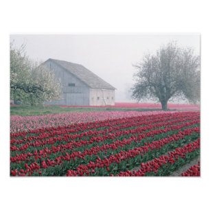 Impression Photo Tulipes rouges et roses saluent la journée dans un