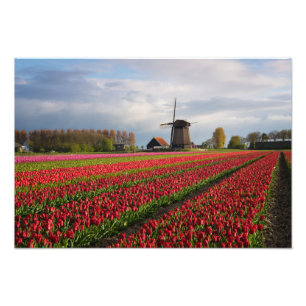 Impression Photo Tulipes rouges et un moulin à vent