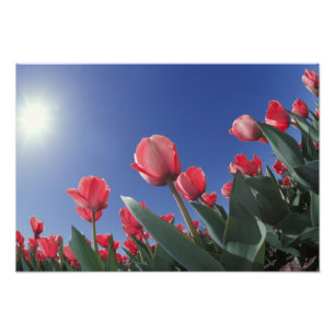 Impression Photo Tulipes rouges sous un angle très bas, Cincinnati,