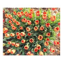 Tulipes vues du haut