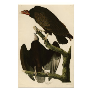 Impression Photo Turquie Buzzard de Audubon's Birds of America