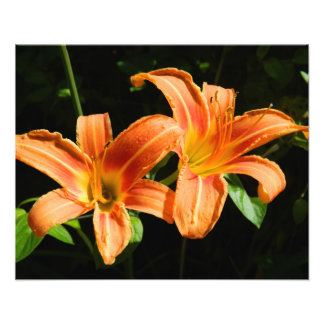 Impression Photo Two Flowers