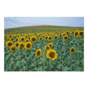 Impression Photo UE, France, Provence, Champ de tournesols