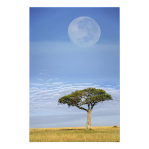 Impression Photo Umbrella Thorn Acacia, Acacia tortilis et