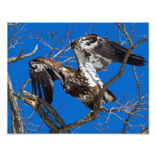 Impression Photo Un Aigle À Balles Jeunes Saut En Vol