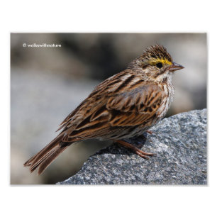 Impression Photo Un Bruant de Savannah curieux