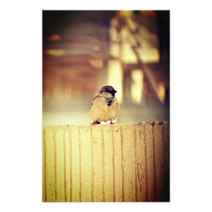 Impression Photo Un Bruant de Wee