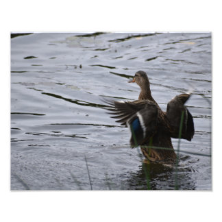 Impression Photo Un canard colvert battant des ailes.