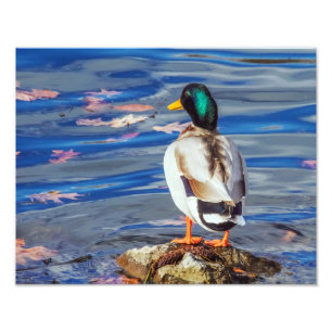 Impression Photo Un canard contacte une nage.