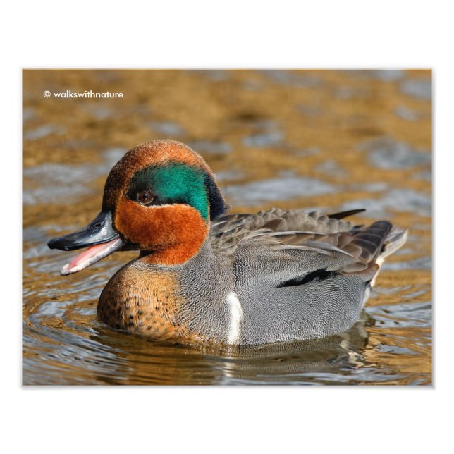 Impression Photo Un canard Turquoise à ailes vertes chatté à l'étan (Devant)