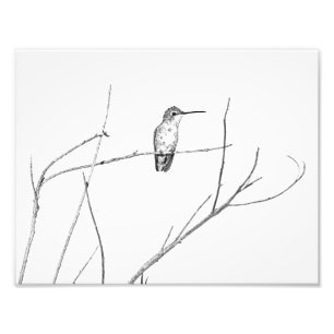 Impression Photo Un colibri sur un bâton