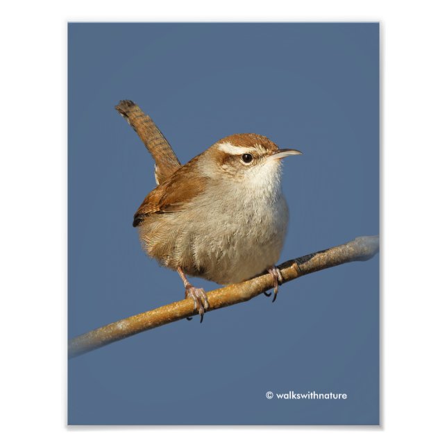 Impression Photo Un curieux Wren de Bewick's Wren dans l'arbre (Devant)