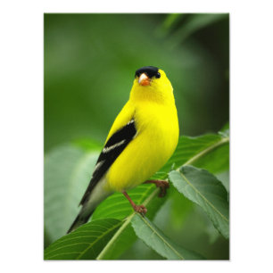 Impression Photo Un goldfinch Extraordinaire-américain