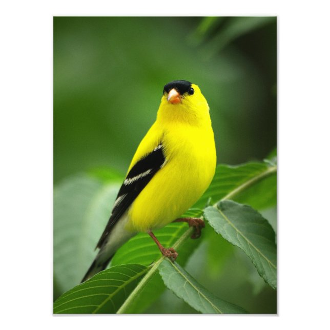 Impression Photo Un goldfinch Extraordinaire-américain (Devant)