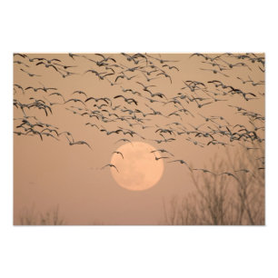 Impression Photo Un groupe d'oies des neiges migratrices, Grus
