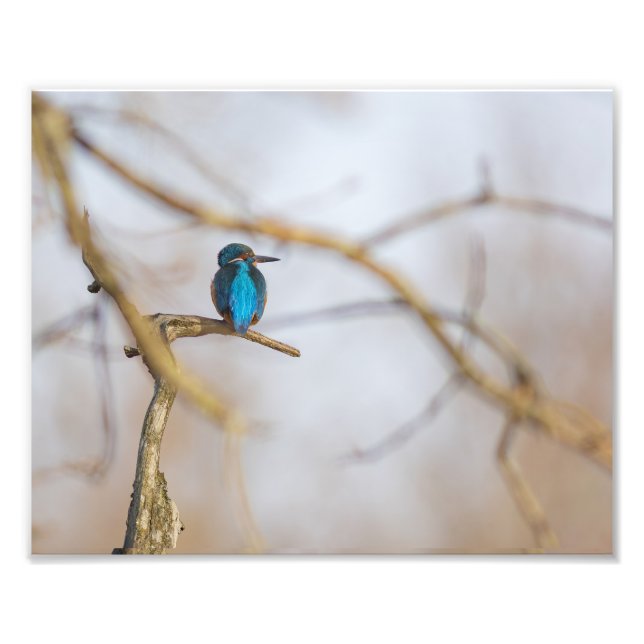 Impression Photo Un martin-pêcheur posé sur sa branche (Devant)