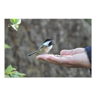 Impression Photo Un oiseau dans la main
